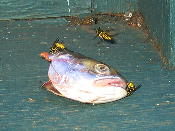 fish_3281