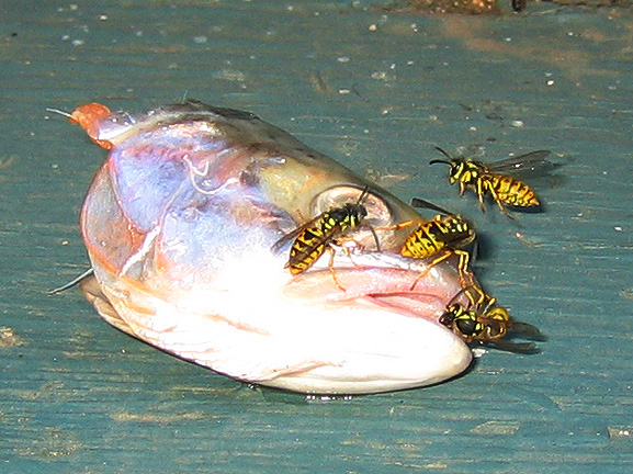 fish_3308