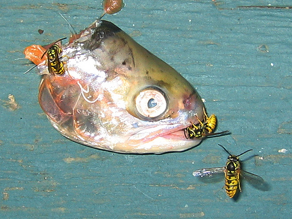 fish_3313