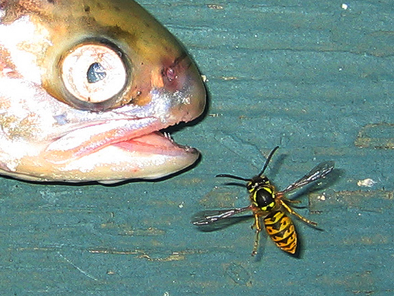 fish_3316