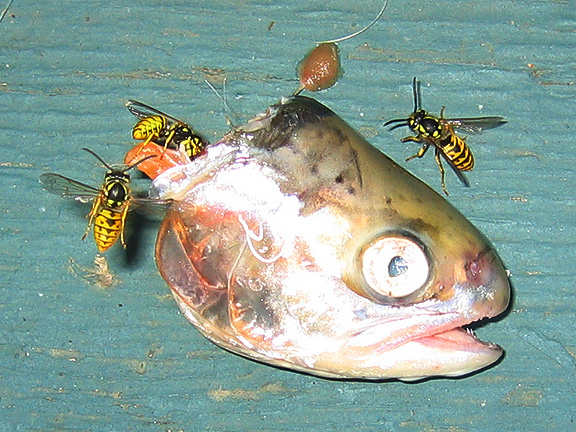 fish_3317