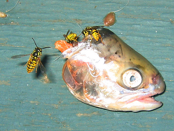 fish_3322