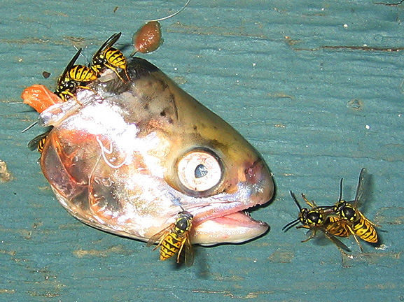 fish_3326