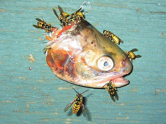 fish_3333