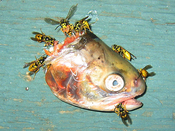 fish_3334