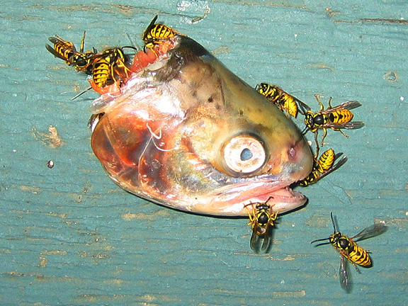fish_3338
