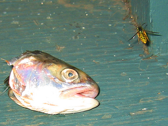 fish_3354