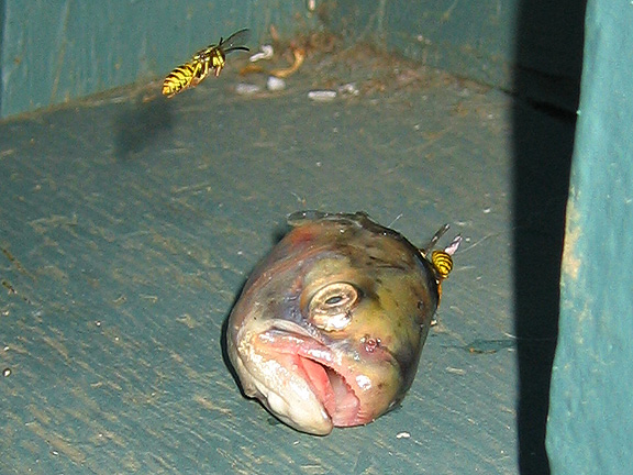 fish_3381