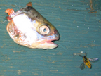 fish_3268