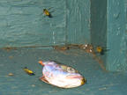 fish_3286