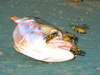 fish_3308