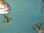 fish_3315