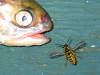 fish_3316