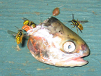 fish_3317