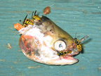 fish_3325