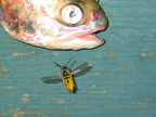 fish_3329