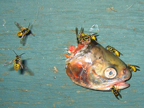 fish_3331