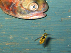 fish_3345