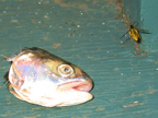 fish_3354
