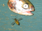fish_3362