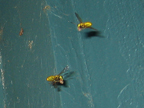 fish_3398