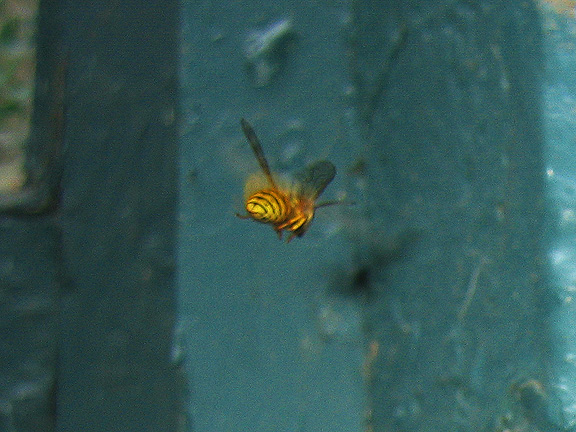 wasp_2949