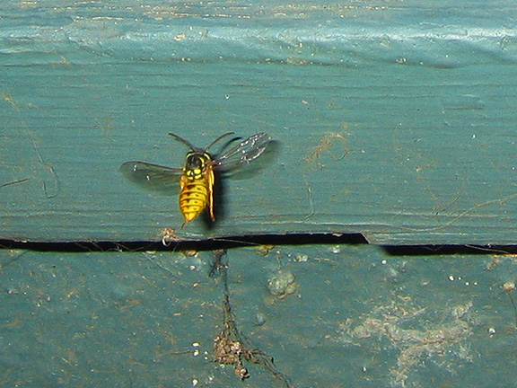 wasp_3292