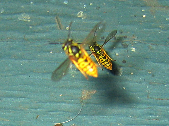 wasp_3325