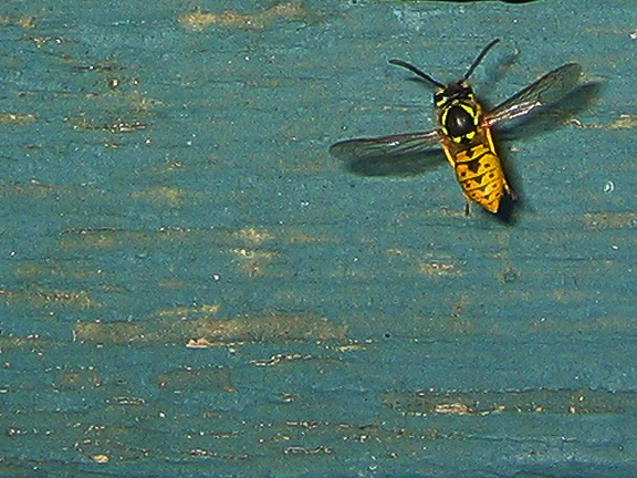wasp_3329