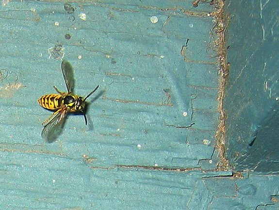 wasp_3335