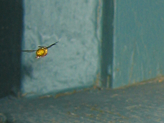 wasp_3360