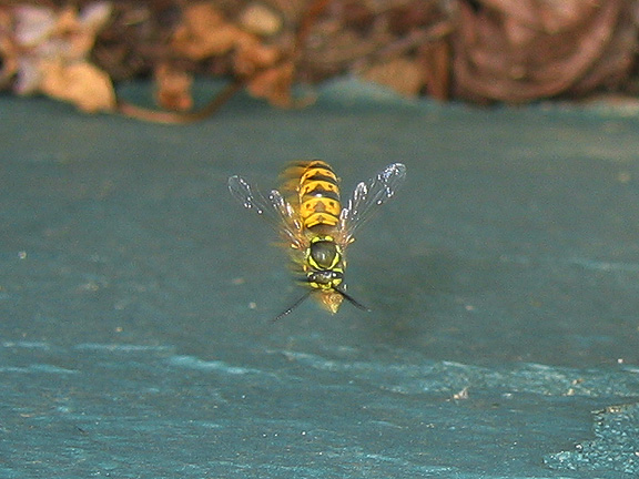 wasps_3236