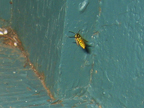 wasp_3274