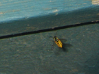 wasp_3278