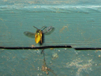 wasp_3292