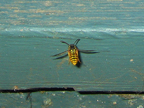 wasp_3306