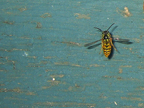 wasp_3320