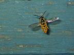 wasp_3321