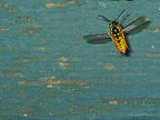 wasp_3329