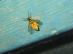 wasp_3330