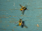 wasp_3331