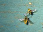 wasp_3340