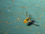 wasp_3342