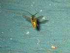 wasp_3345