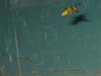 wasp_3351