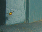 wasp_3360