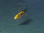 wasps_3195