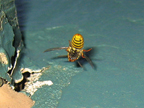 wasps_3197