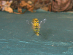 wasps_3236