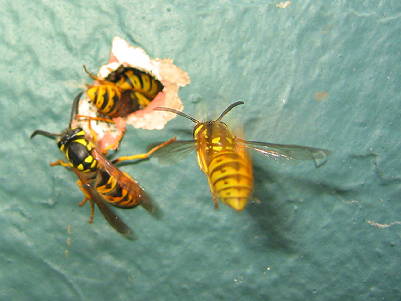 wasps10
